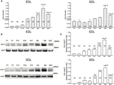 Changes in Expression and Cellular Localization of Rat Skeletal Muscle ClC-1 Chloride Channel in Relation to Age, Myofiber Phenotype and PKC Modulation